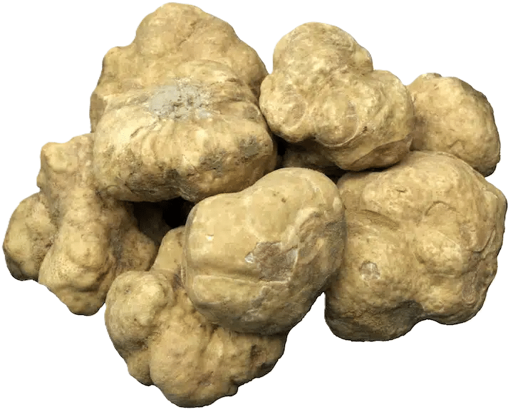 WHITE TRUFFLES