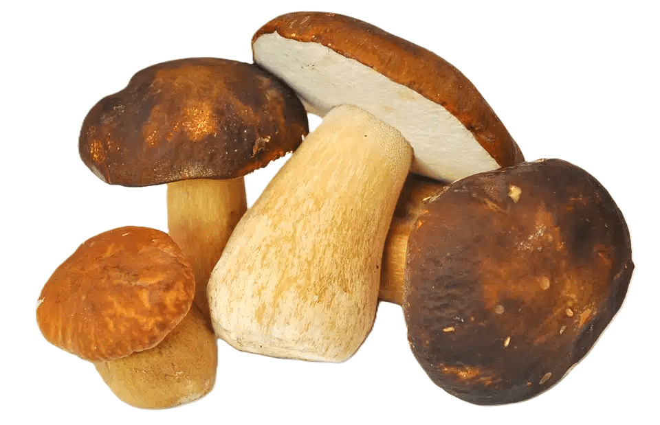 PORCINI MUSHROOMS